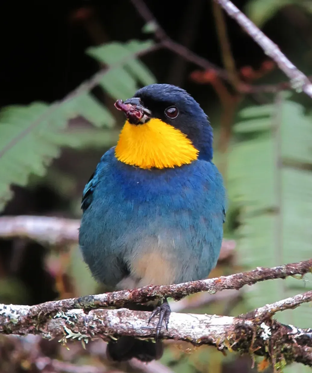 File:Iridosornis porphyrocephalus Musguerito gargantilla Purplish-mantled Tanager (8449915889).jpg
