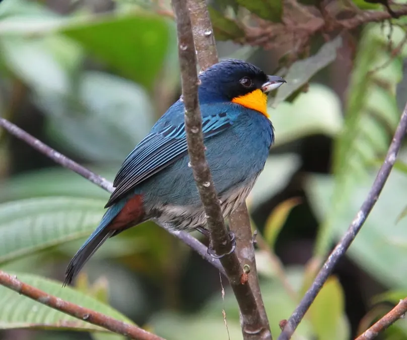 File:Iridosornis porphyrocephalus Musguerito gargantilla Purplish-mantled Tanager (8451003568).jpg