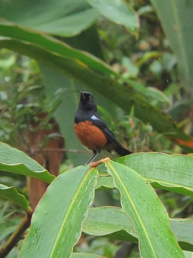 File:Diglossa gloriosissima Picaflor pechirrufo Chestnut-bellied Flowerpiercer (8449917073).jpg
