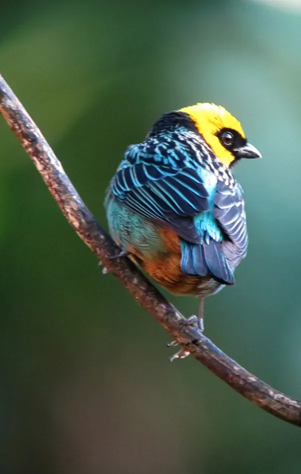 File:Tangara xanthocephala Tángara coronada Saffron-crowned Tanager (8449577635).jpg