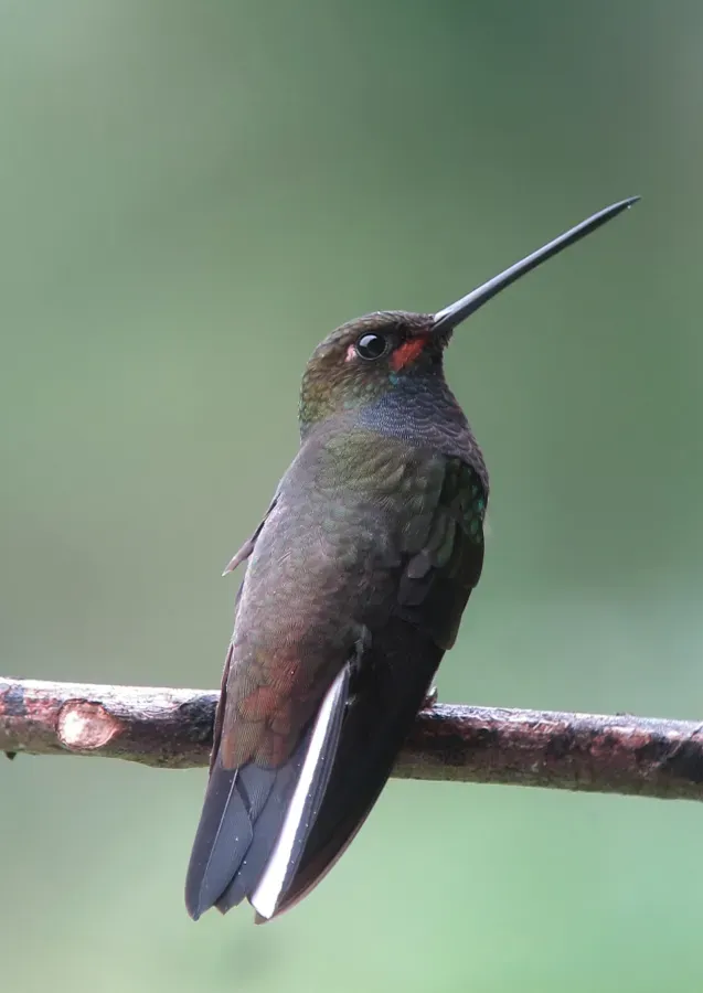 File:Urochroa bougueri Colibrí nagüiblanco White-tailed Hillstar (8448687592).jpg
