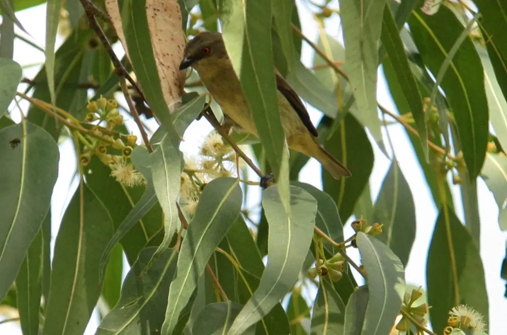 File:Dacnis hartlaubi Dacnis turquesa Turquoise Dacnis (female) (8448622562).jpg