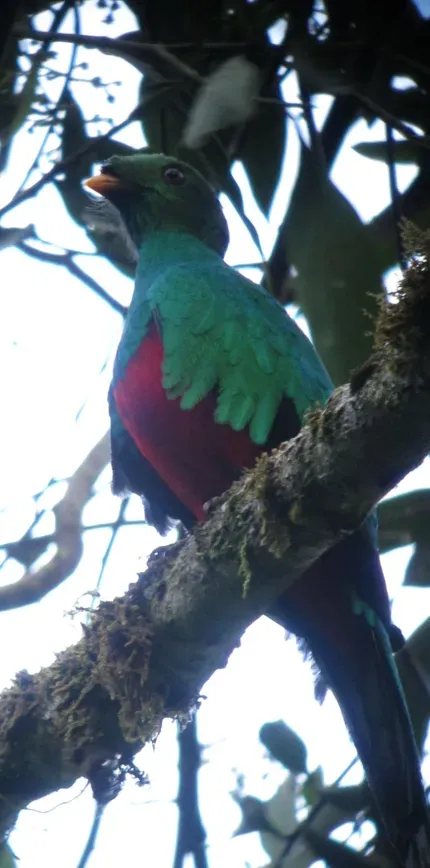 File:Pharomachrus auriceps Quetzal colinegro Golden-headed Quetzal (8447432925).jpg