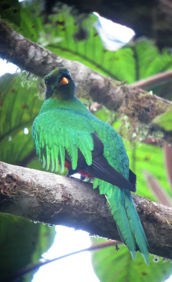 File:Pharomachrus auriceps Quetzal colinegro Golden-headed Quetzal (8447409025).jpg
