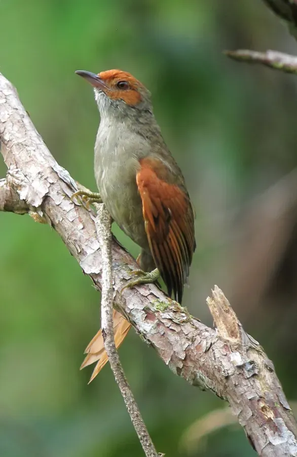 File:Cranioleuca erythrops Chamicero rubicundo Red-faced Spinetail (8447762264).jpg