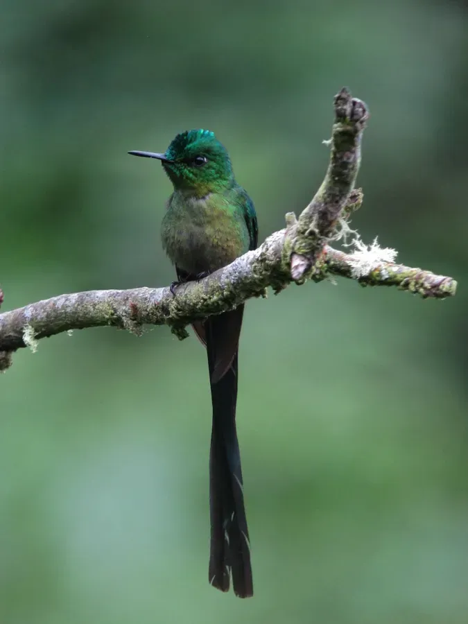 File:Aglaiocercus kingii Cometa verdiazul Long-tailed Sylph (male) (8446612429).jpg