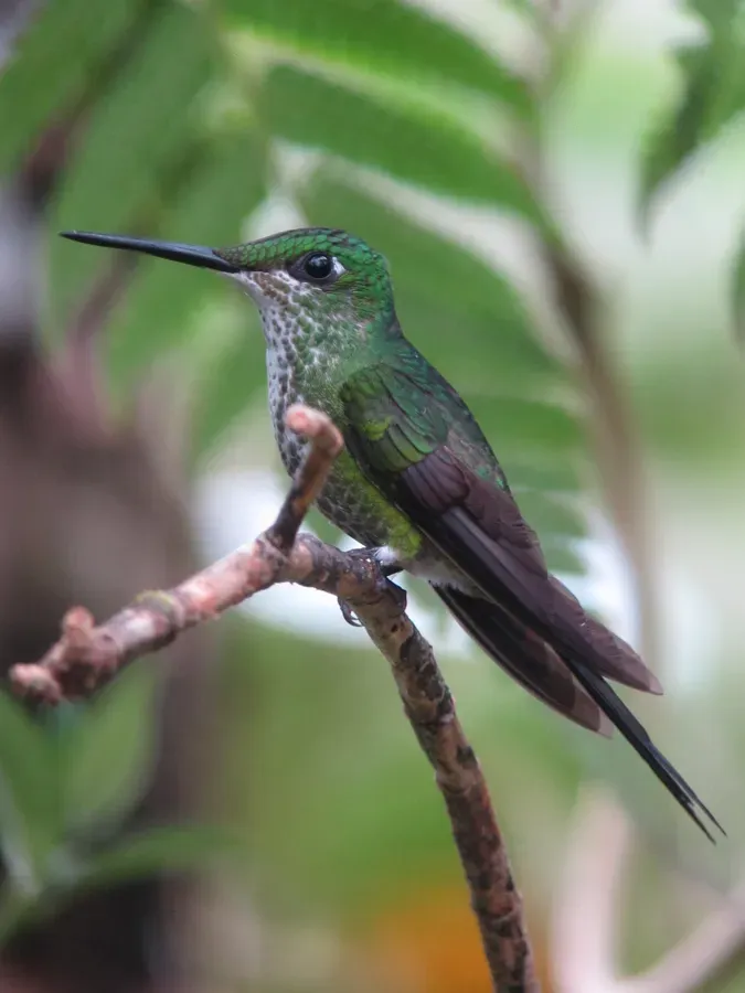 File:Heliodoxa imperatrix Diamante emperador Empress Brilliant (8445577043).jpg