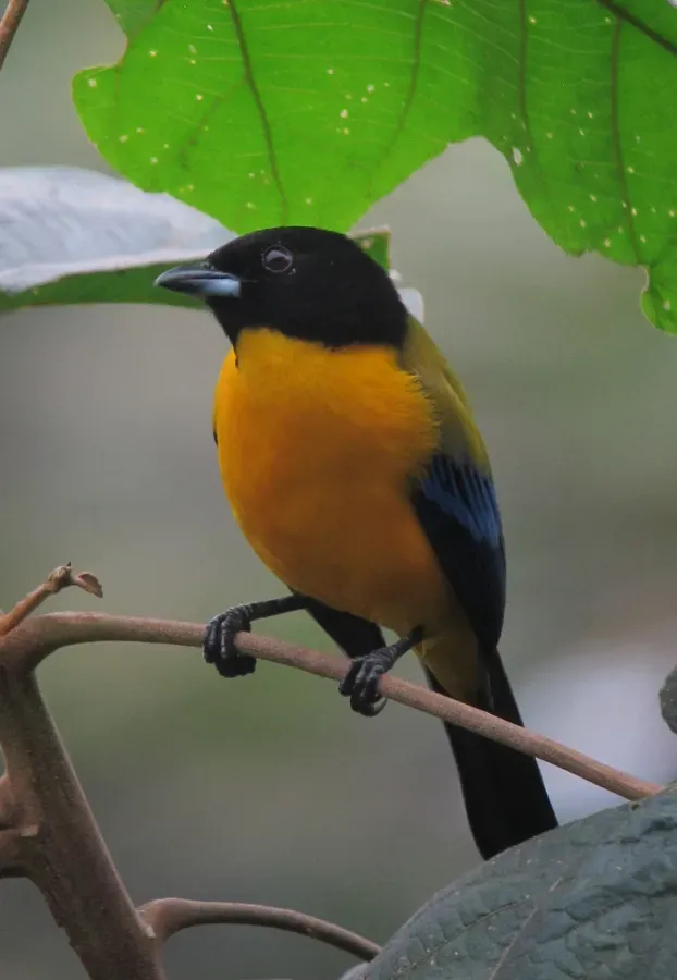 File:Anisognathus notabilis Tangara del Pacífico Black-chinned Mountain-Tanager (8446596580).jpg