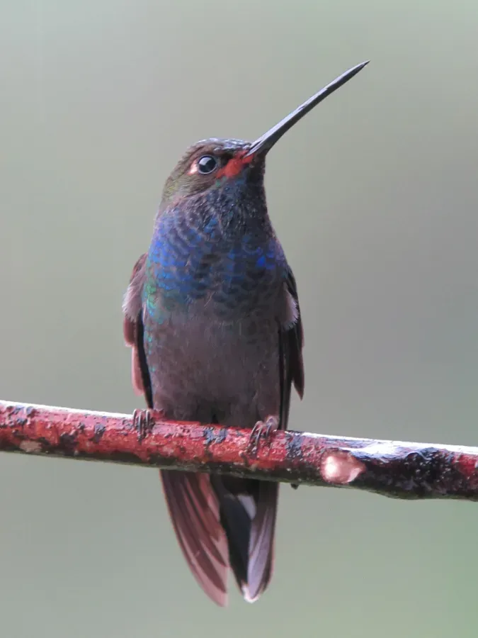 File:Urochroa bougueri Colibrí nagüiblanco White-tailed Hillstar (8442346526).jpg