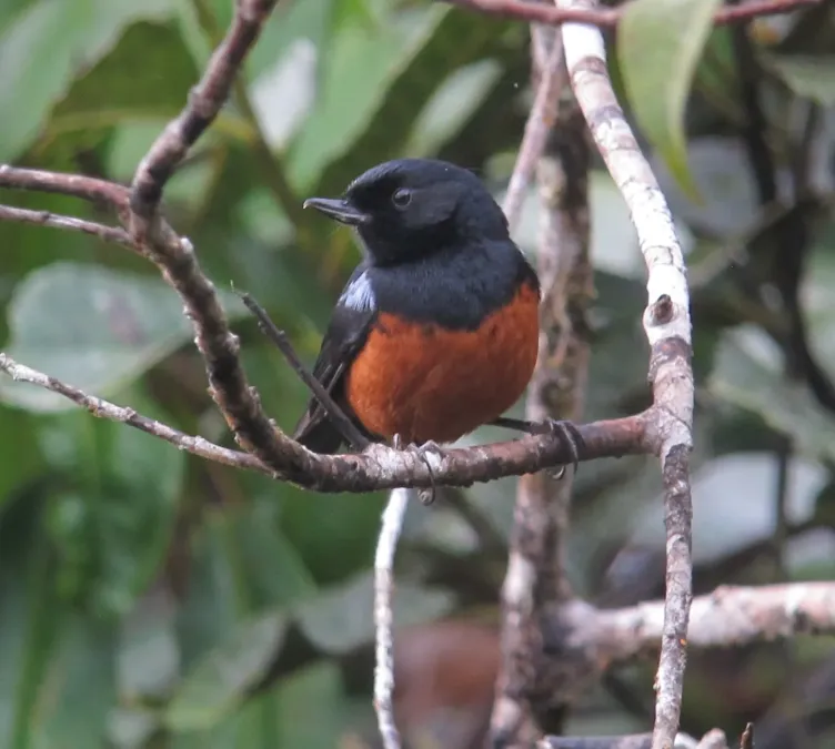 File:Diglossa gloriosissima Picaflor pechirrufo Chestnut-bellied Flowerpiercer (8442318808).jpg