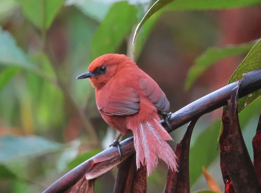 File:Synallaxis unirufa Chamicero de antifaz Rufous Spinetail (8441229545).jpg