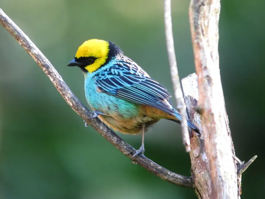 File:Tangara xanthocephala Tángara coronada Saffron-crowned Tanager (8442265354).jpg