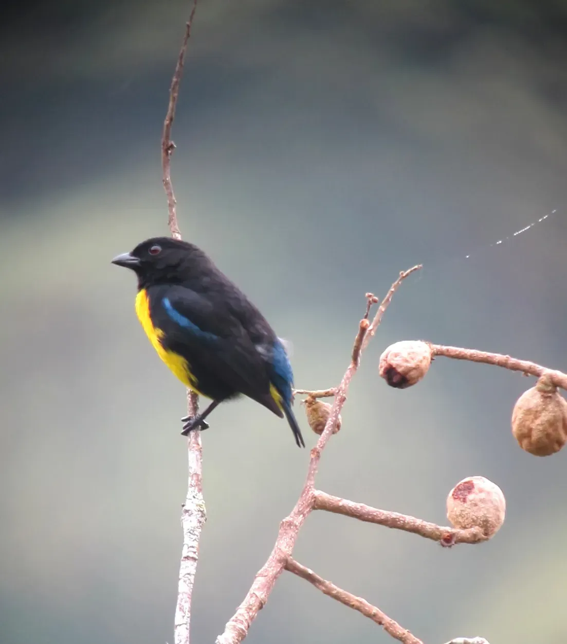 File:Bangsia melanochlamys Tangara aurinegra Black-and-Gold Tanager (8428305363).jpg