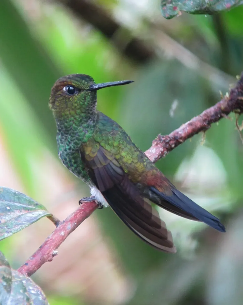 File:Haplophaedia aureliae Calzoncitos verdoso Greenish Puffleg (8429395418).jpg