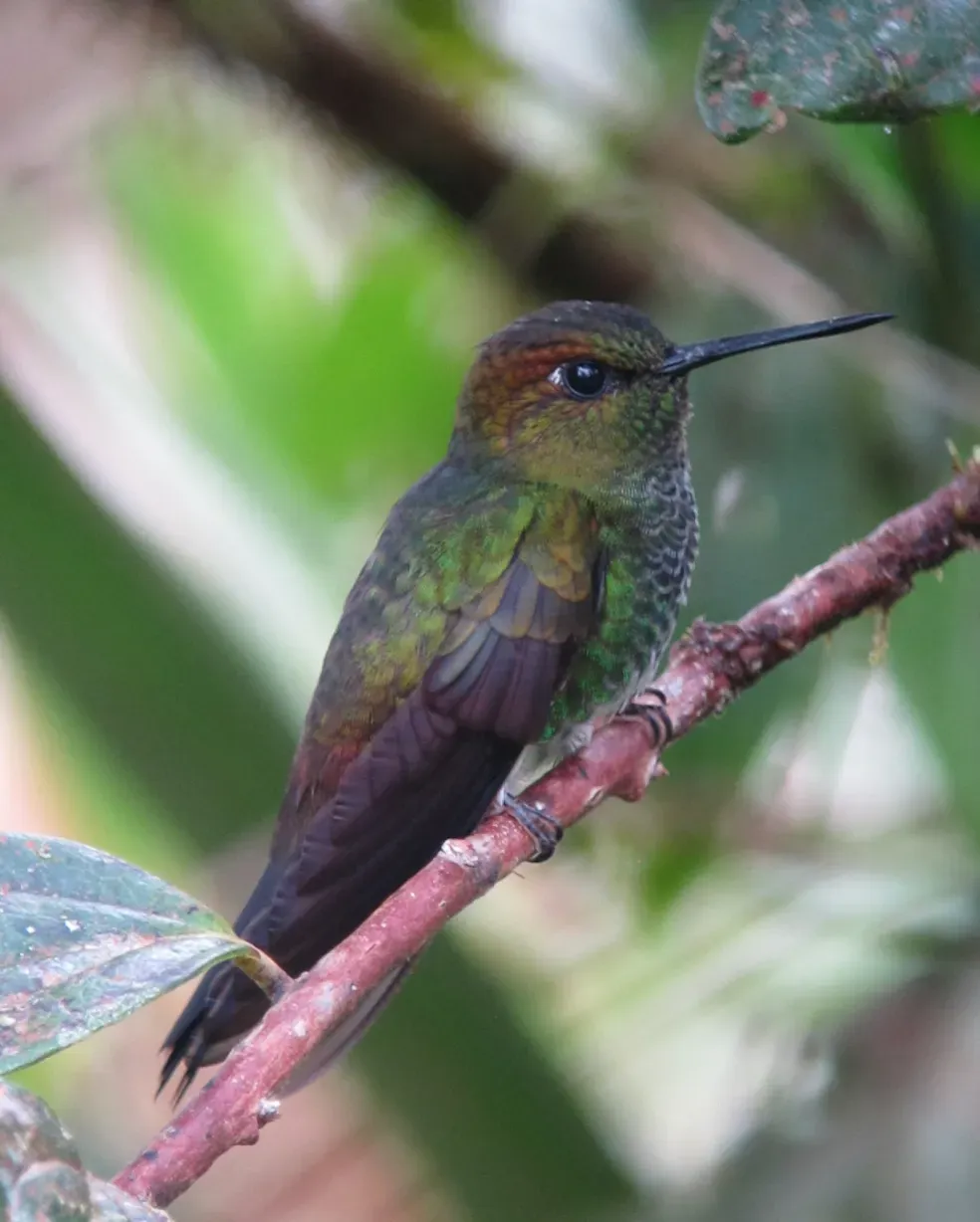 File:Haplophaedia aureliae Calzoncitos verdoso Greenish Puffleg (8428304903).jpg