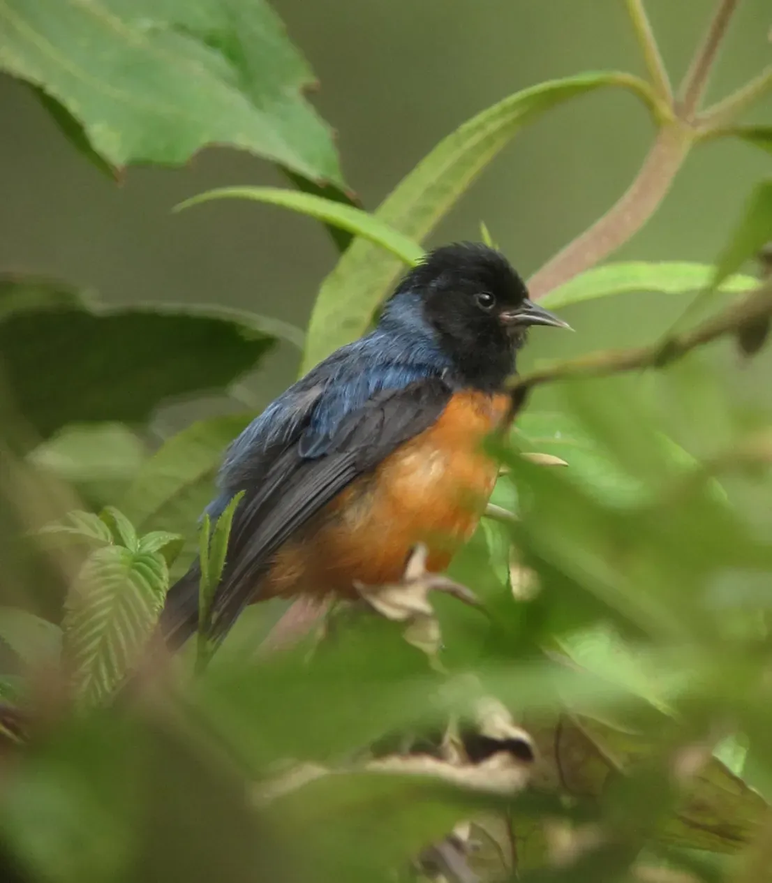 File:Conirostrum sitticolor Conirrostro encapuchado Blue-backed Conebill (11242523794).jpg