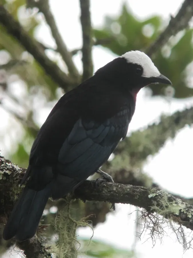 File:Sericossypha albocristata Pollo de monte White-capped Tanager (11198228373).jpg