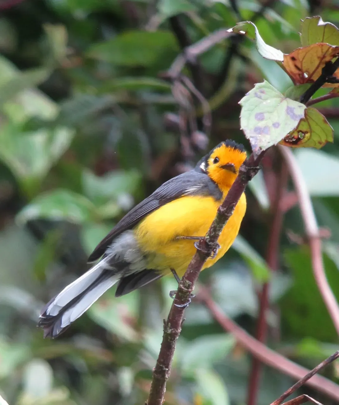 File:Myioborus ornatus Abanico cariblanco Golden-fronted Whitestart (11177747236).jpg