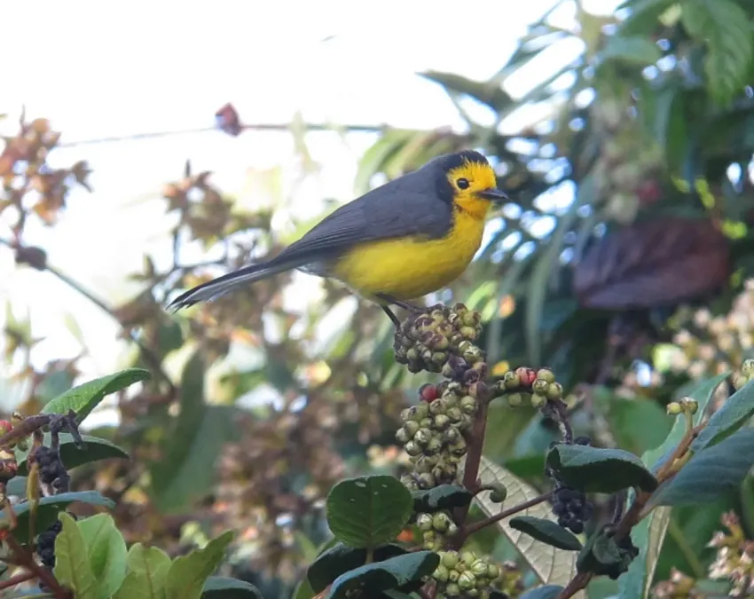 File:Myioborus ornatus Abanico cariblanco Golden-fronted Whitestart (11090872345).jpg