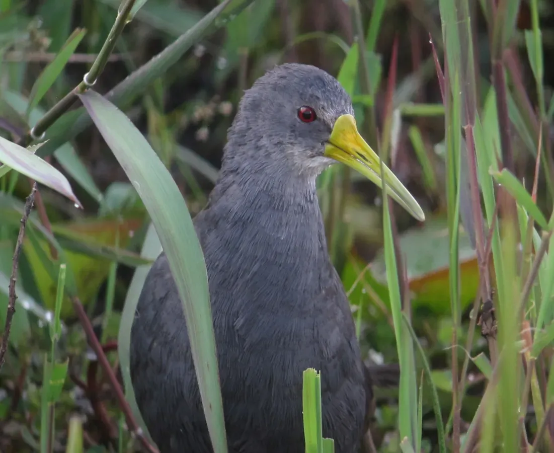 File:Pardirallus nigricans Rascón negruzco Blackish Rail (10996176545).jpg