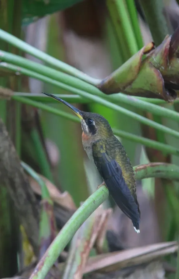 File:Threnetes ruckeri Ermitaño barbudo Band-tailed Barbthroat (10891142216).jpg