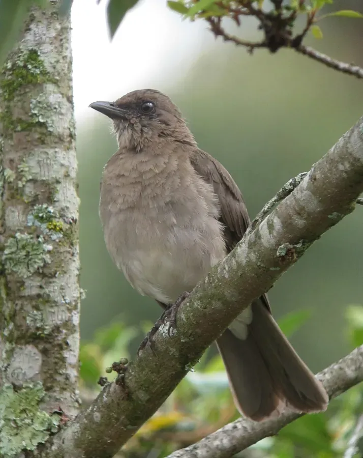 File:Turdus ignobilis Mirla embarradora Black-Billed Thrush (10740816565).jpg