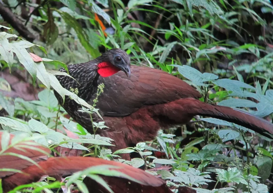 File:Penelope perspicax Pava caucana Cauca Guan (10726666385).jpg