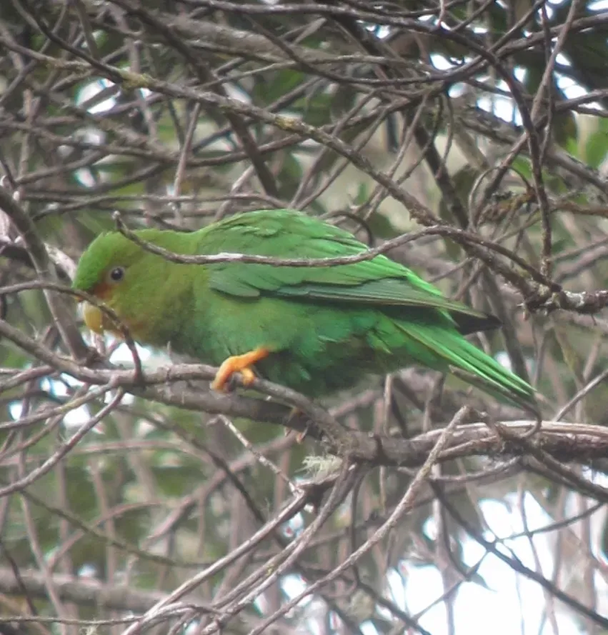 File:Rufous-fronted Parakeet (Bolborhynchus ferrugineifrons).jpg