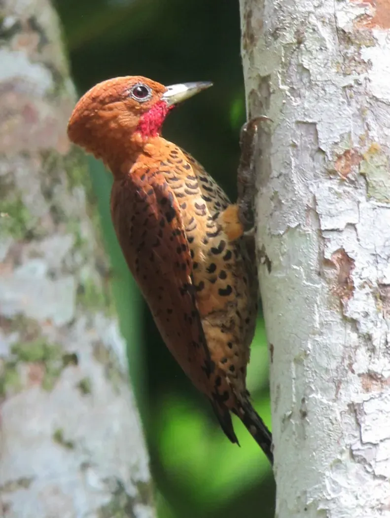File:Cinnamon Woodpecker (Celeus loricatus) male.jpg