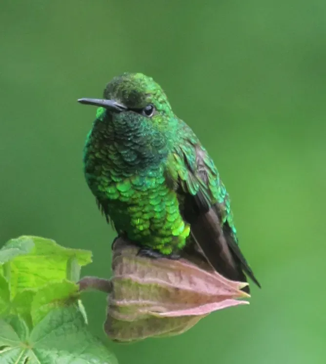 File:Short-tailed Emerald (Chlorostilbon poortmani).jpg