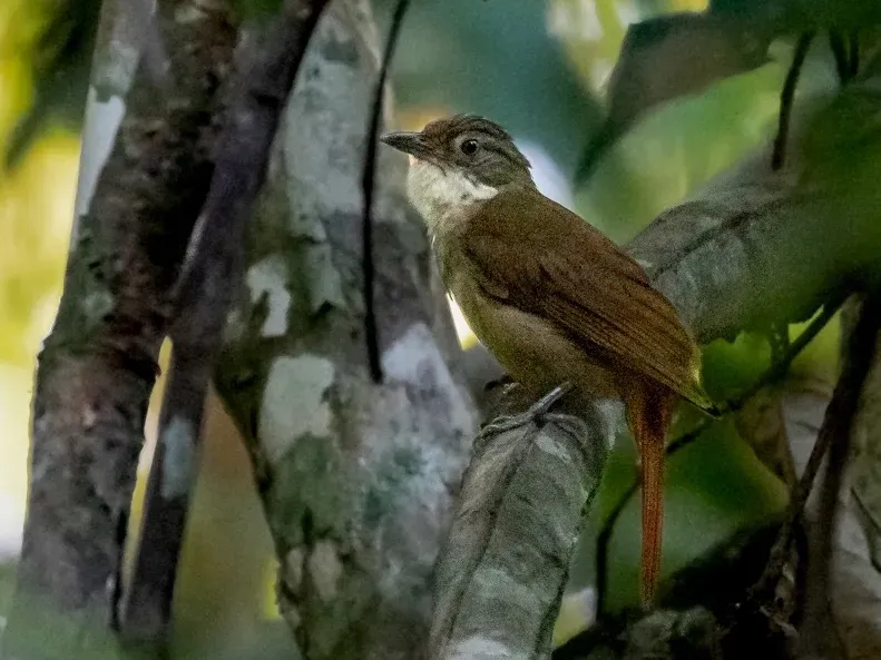 File:Automolus paraensis - Para Foliage-gleaner; Carajas National Forest, Pará, Brazil.jpg
