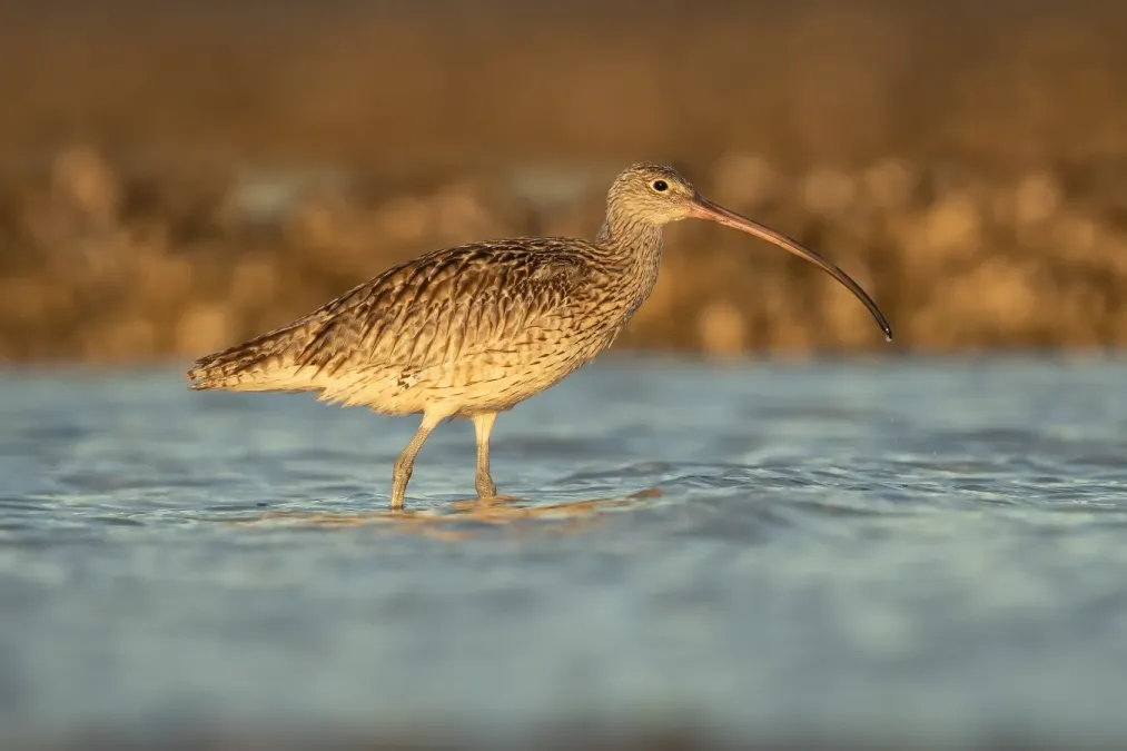 File:Numenius madagascariensis 1 - Stockton Sandspit.jpg