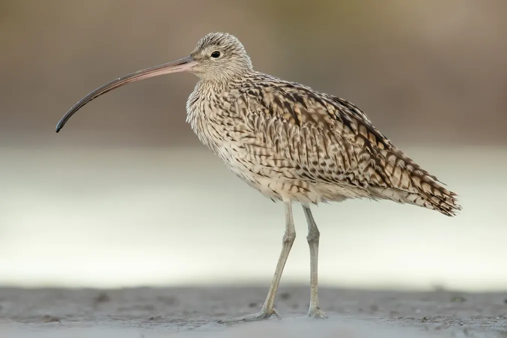 File:Numenius madagascariensis 2 - Stockton Sandspit.jpg