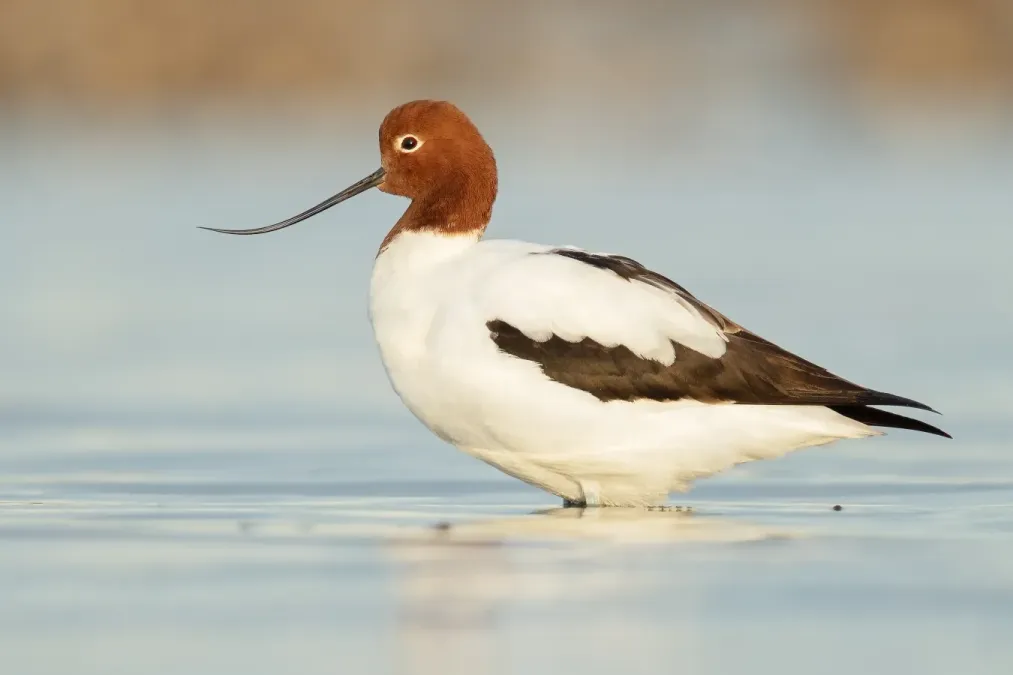File:Recurvirostra novaehollandiae - Stockton Sandspit.jpg