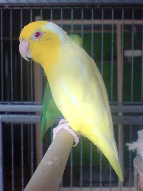 File:Forpus coelestis lutino.jpg