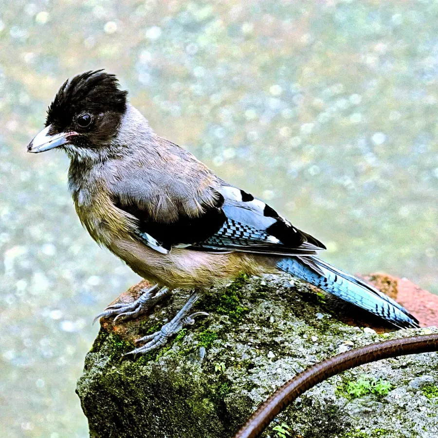 File:Black-headed Jay Garrulus lanceolatus.jpg