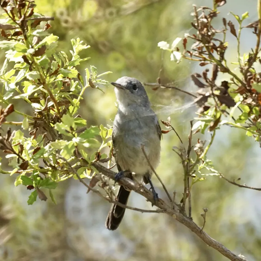 File:Polioptila californica (48417387961).jpg