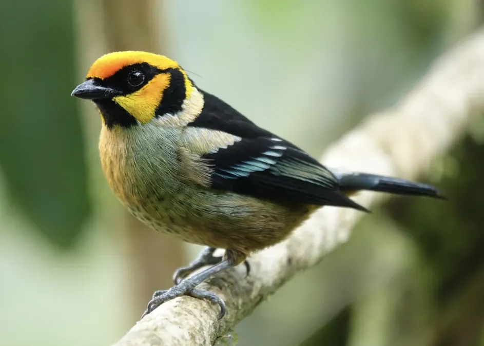 File:Flame-faced Tanager (Tangara parzudakii lunigera).jpg