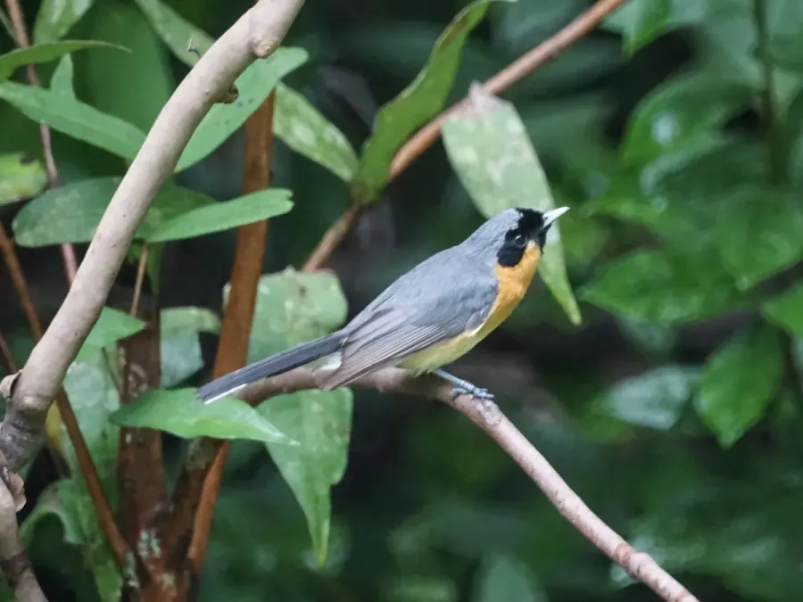 File:Symposiachrus trivirgatus in Queensland (32268080511).jpg