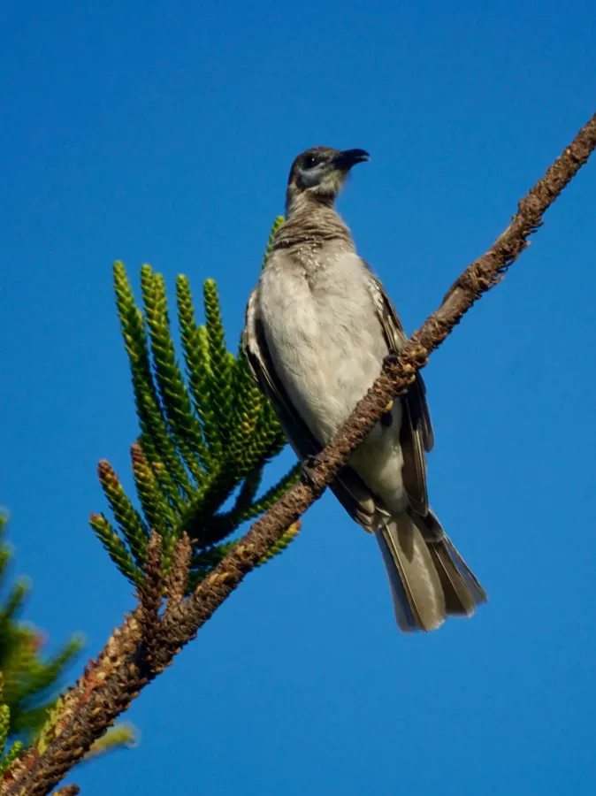 File:Philemon citreogularis in Queensland (32175782115).jpg
