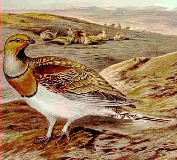 File:Pterocles alchata.jpg