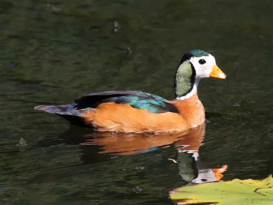 File:African pygmy goose, Nettapus auritus, at Muirhead Dams, Royal Macadamia Plantations, Machado, Limpopo, South Africa - male (26210431045) cropped.jpg