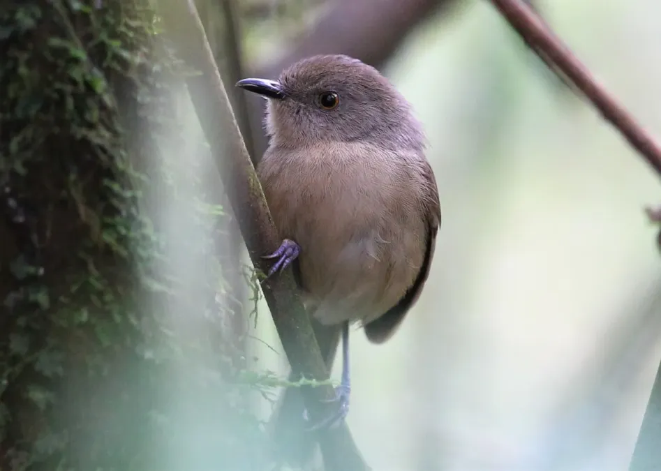 File:Newtonia amphichroa 48550339.jpg