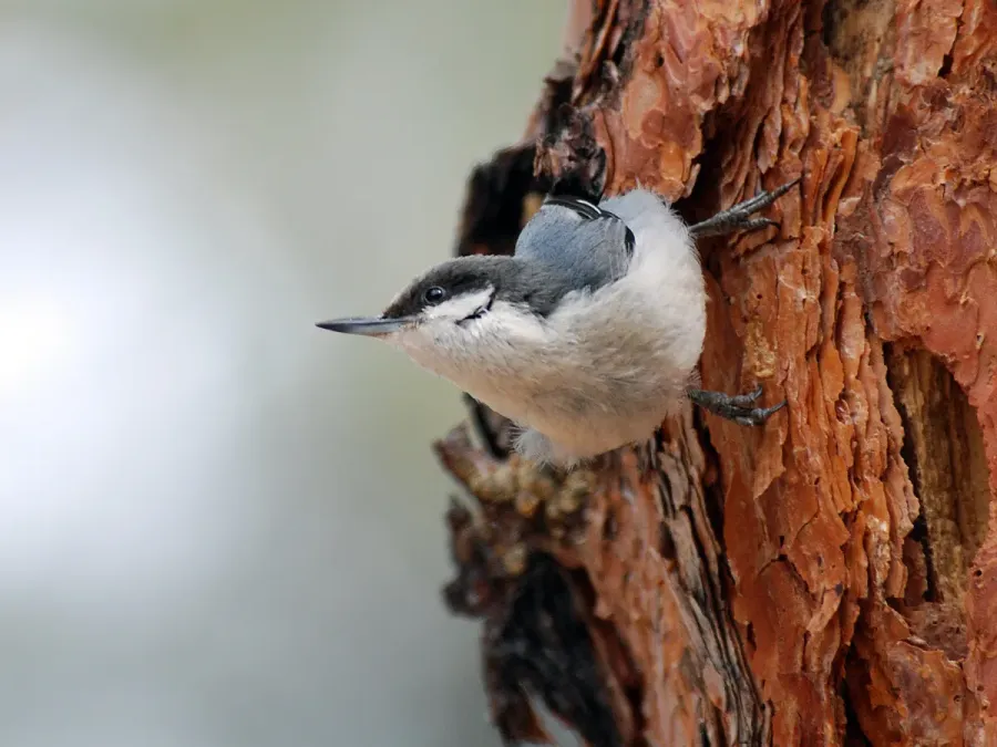 File:Sitta pygmaea NPS.jpg