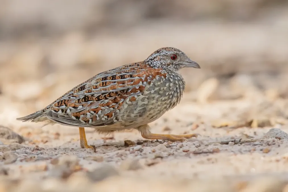 File:Turnix varius - Castlereigh nature reserve.jpg