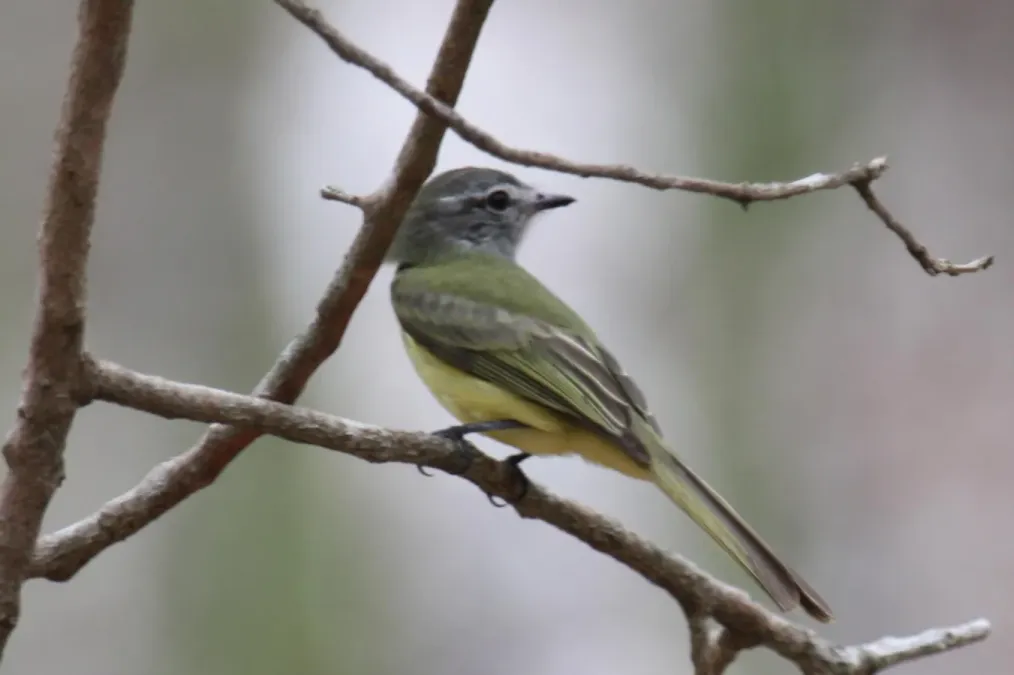 File:Myiopagis viridicata.jpg