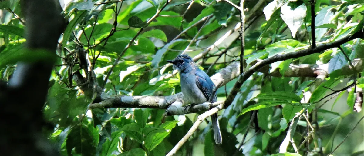 File:Cyornis unicolor v2.jpg