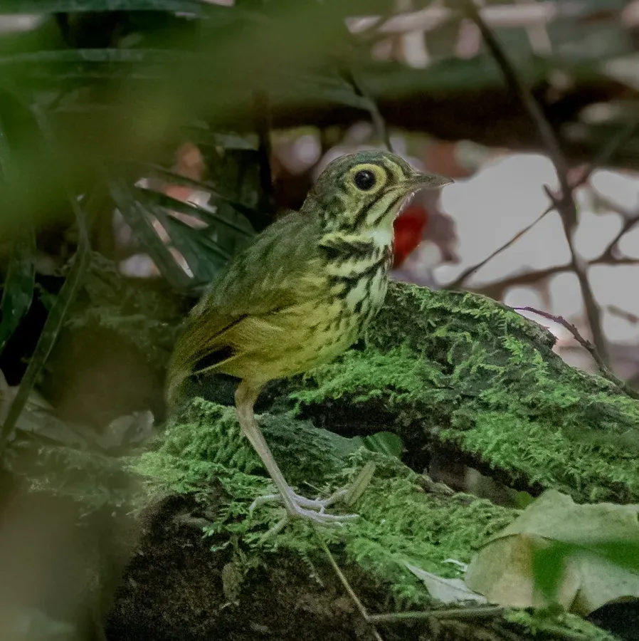 File:Hylopezus paraensis - Snethlage's Antpitta, Parauapebas, Pará, Brazil.jpg