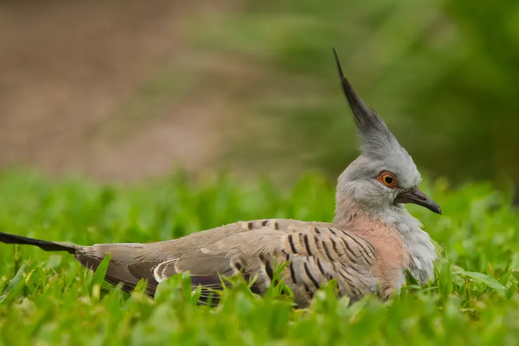 File:Ocyphaps lophotes - AndrewMercer IMG05576.jpg