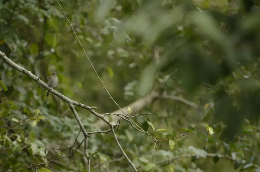 File:Muscicapa dauurica Asian Brown Flycatcher JEG2904.jpg